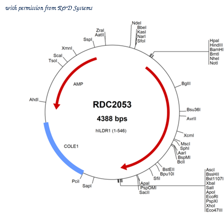 R&D Systems RDC2053 image 1