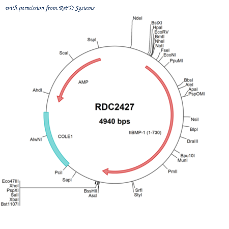 R&D Systems RDC2427 image 1