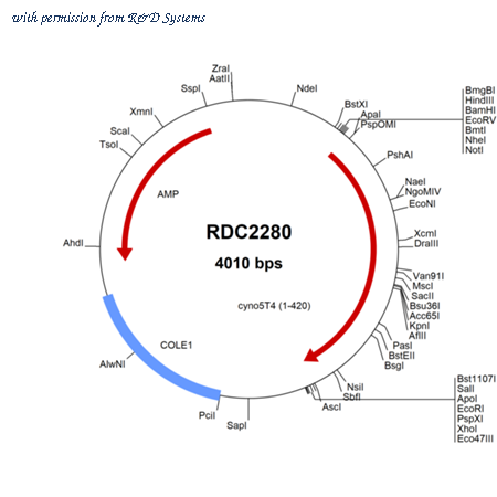 R&D Systems RDC2280 image 1