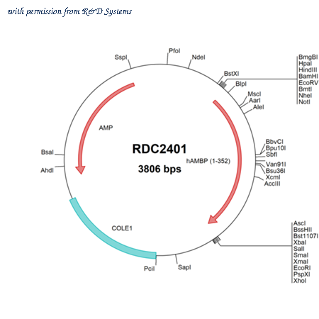 R&D Systems RDC2401 image 1