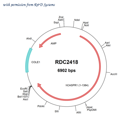 R&D Systems RDC2418 image 1