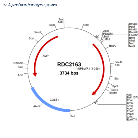 R&D Systems RDC2163 image 1
