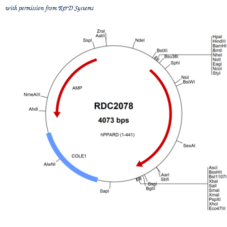 R&D Systems RDC2078 image 1