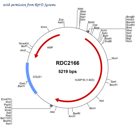 R&D Systems RDC2166 image 1