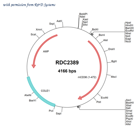 R&D Systems RDC2389 image 1