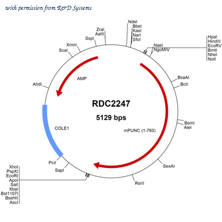 R&D Systems RDC2247 image 1