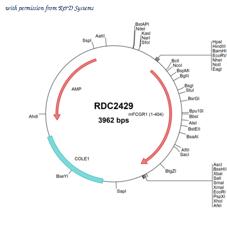 R&D Systems RDC2429 image 1