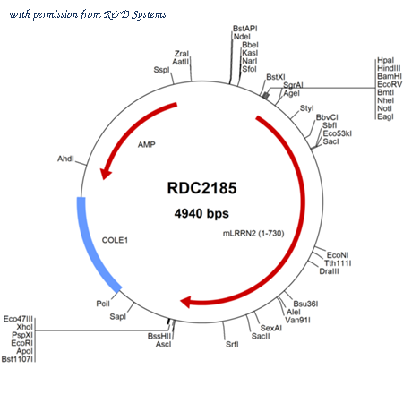 R&D Systems RDC2185 image 1