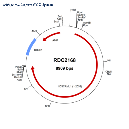 R&D Systems RDC2168 image 1