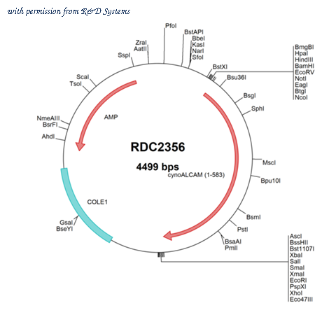 R&D Systems RDC2356 image 1