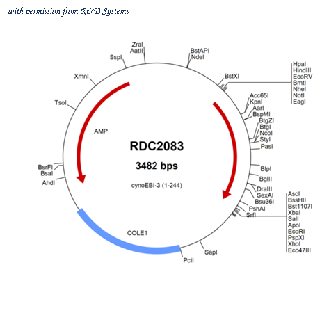 R&D Systems RDC2083 image 1