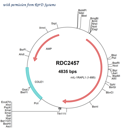 R&D Systems RDC2457 image 1