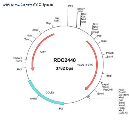 R&D Systems RDC2440 image 1
