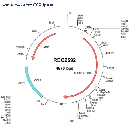 R&D Systems RDC2592 image 1