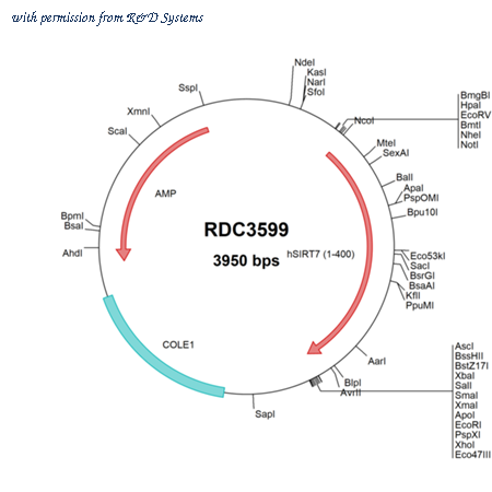 R&D Systems RDC3599 image 1
