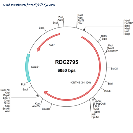 R&D Systems RDC2795 image 1