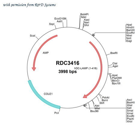 R&D Systems RDC3416 image 1
