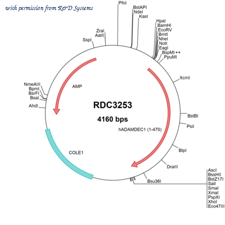 R&D Systems RDC3253 image 1