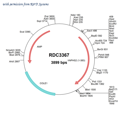 R&D Systems RDC3367 image 1