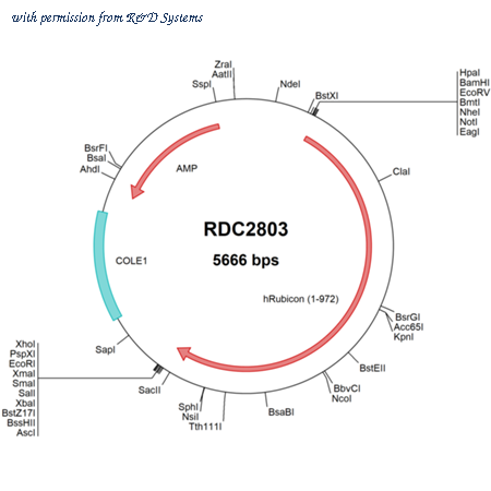 R&D Systems RDC2803 image 1