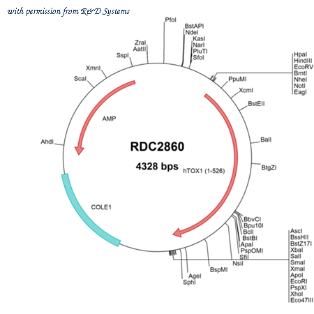 R&D Systems RDC2860 image 1