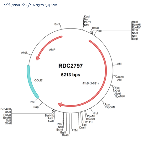 R&D Systems RDC2797 image 1