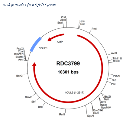 R&D Systems RDC3799 image 1