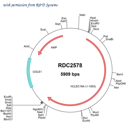 R&D Systems RDC2578 image 1