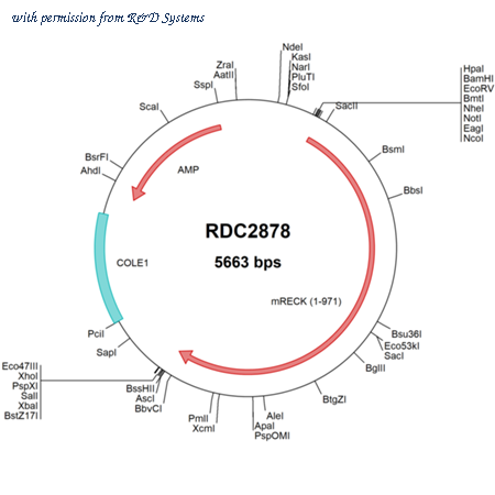 R&D Systems RDC2878 image 1