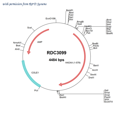 R&D Systems RDC3099 image 1