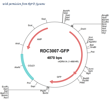 R&D Systems RDC3007-GFP image 1