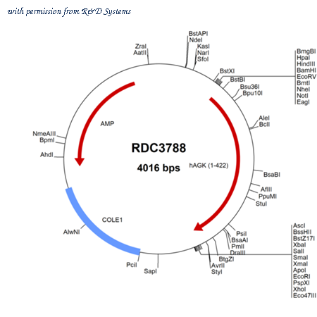R&D Systems RDC3788 image 1