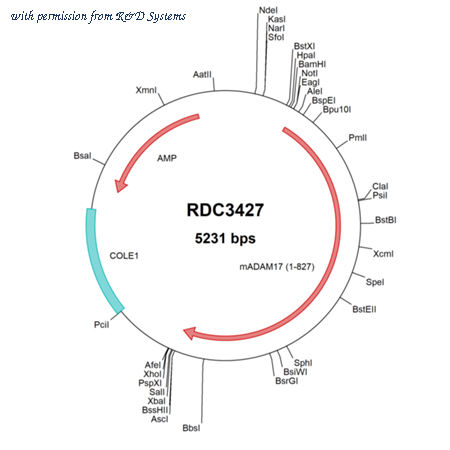 R&D Systems RDC3427 image 1