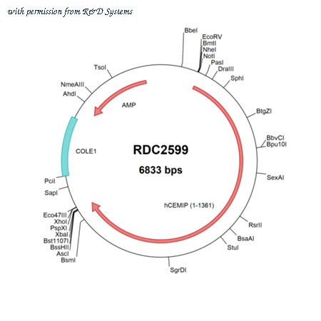 R&D Systems RDC2599 image 1