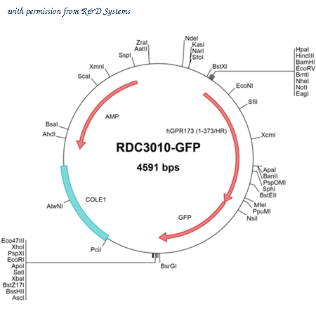 R&D Systems RDC3010-GFP image 1