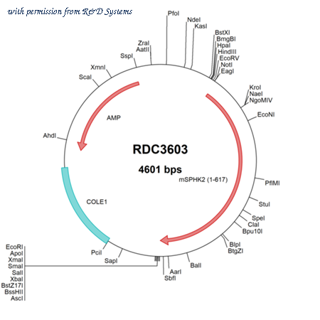 R&D Systems RDC3603 image 1