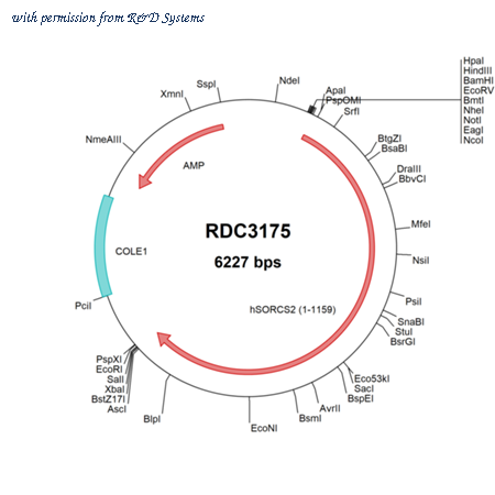 R&D Systems RDC3175 image 1