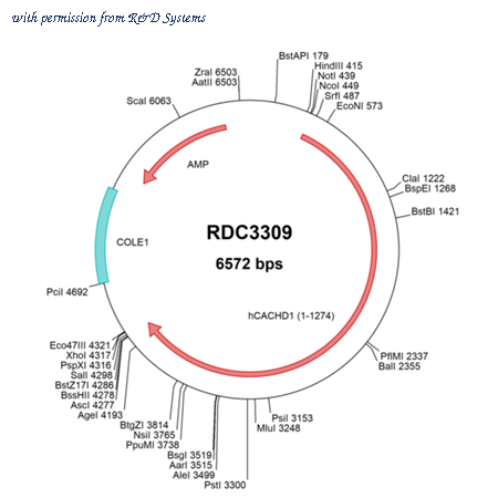R&D Systems RDC3309 image 1