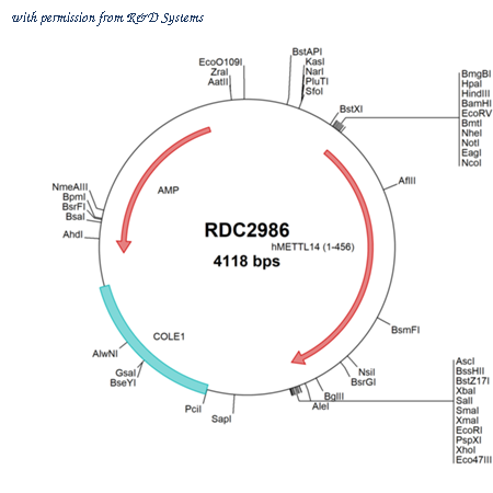 R&D Systems RDC2986 image 1