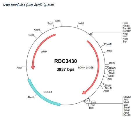 R&D Systems RDC3430 image 1