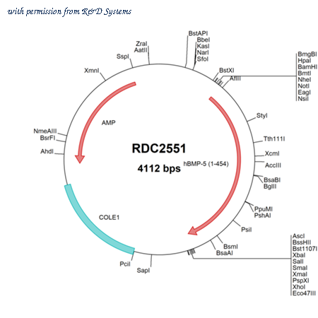 R&D Systems RDC2551 image 1