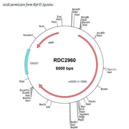 R&D Systems RDC2960 image 1