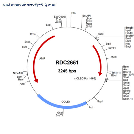 R&D Systems RDC2651 image 1