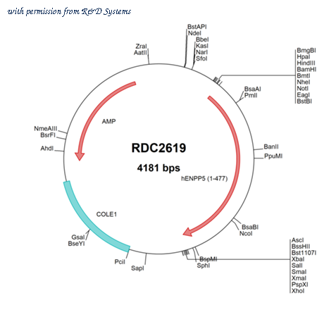 R&D Systems RDC2619 image 1