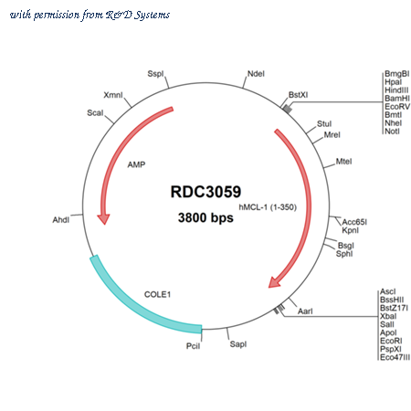 R&D Systems RDC3059 image 1