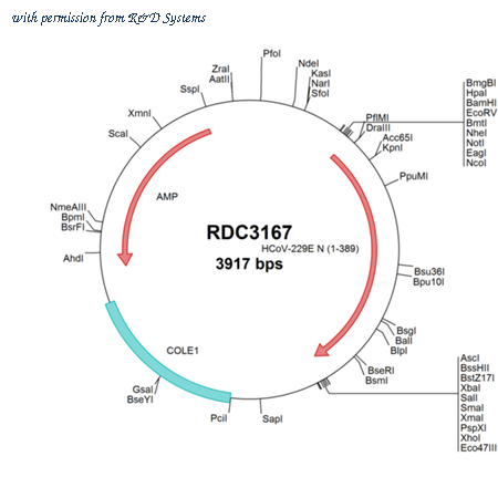 R&D Systems RDC3167 image 1