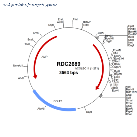 R&D Systems RDC2689 image 1