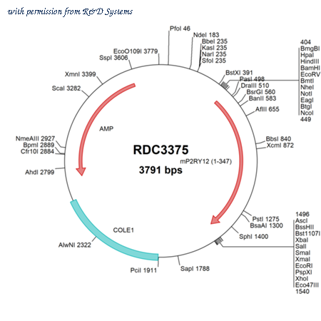 R&D Systems RDC3375 image 1