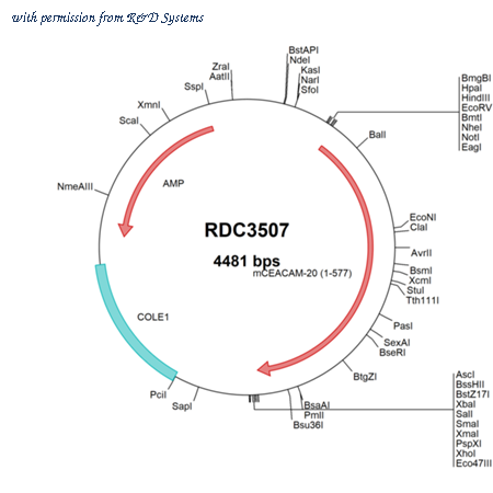 R&D Systems RDC3507 image 1