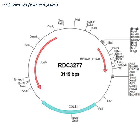R&D Systems RDC3277 image 1